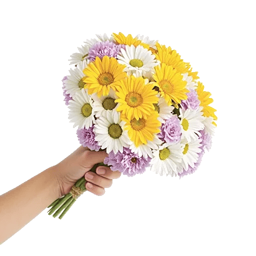 Enchanting Daisy Garden