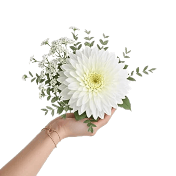 Minimalist White Orchids