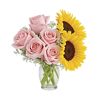 Pink Pastel Roses
