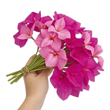 Plum Blossom Radiance