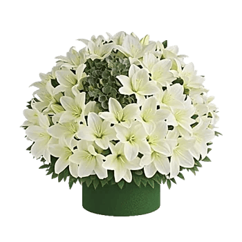 Graceful Lily Display