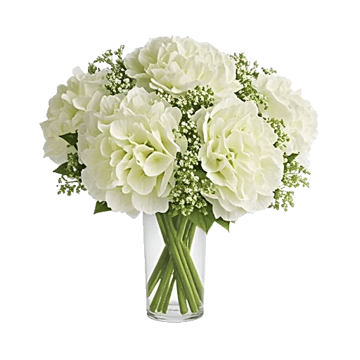 Ivory Blossom Radiance