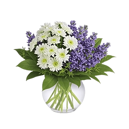 Lavender Bloom Grace