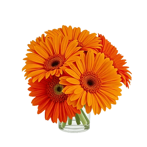 Petal Radiance Bliss