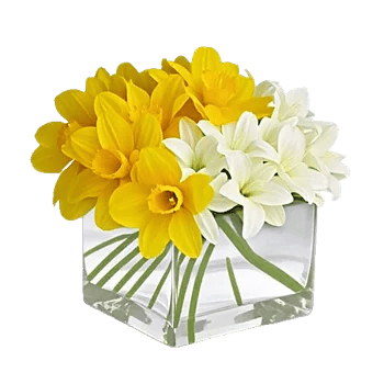 Ivory Blossom Radiance
