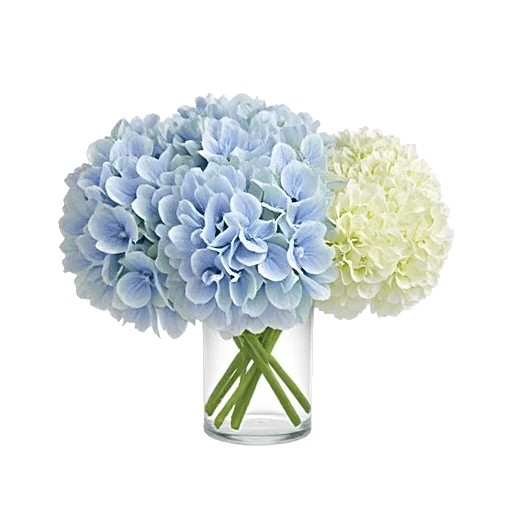 Serene Petal Harmony