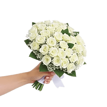 Blushing Rose Symphony