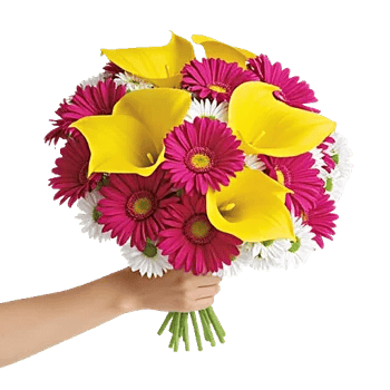 Elegant Calla Lilies