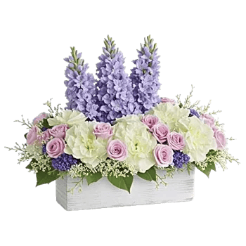 Lavender Bloom Grace