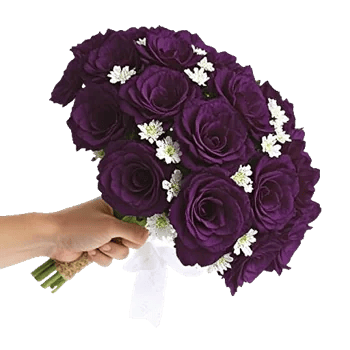 Blushing Rose Symphony