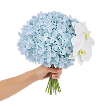 Sapphire Bloom Whisper