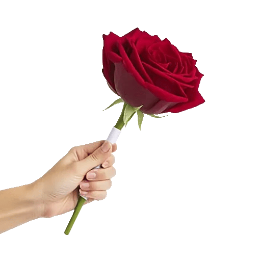 Crimson Rose Elegance