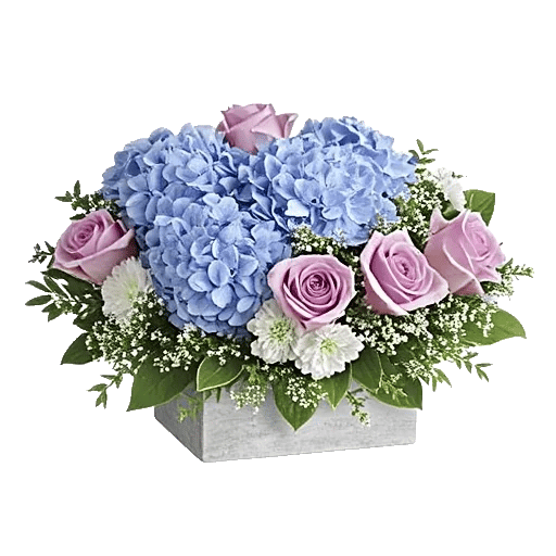 Sapphire Bloom Whisper