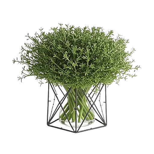 Rosemary Bloom Elegance