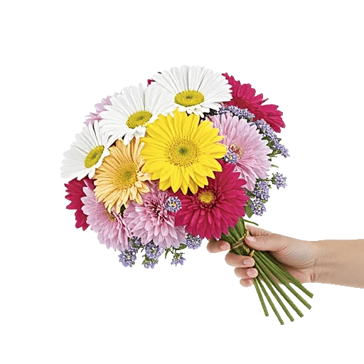 Enchanting Daisy Garden