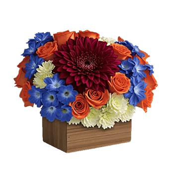 Regal Burgundy Display