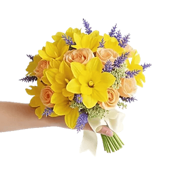 Soft Sunlight Blooms