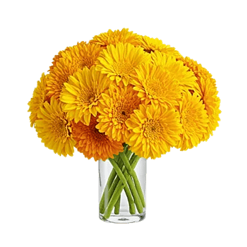 Golden Bloom Radiance