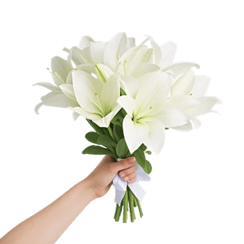 Ivory Garden Grace