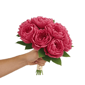 Peony Petal Harmony