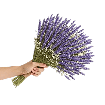 Lavender Bloom Grace