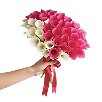 Elegant Calla Lilies