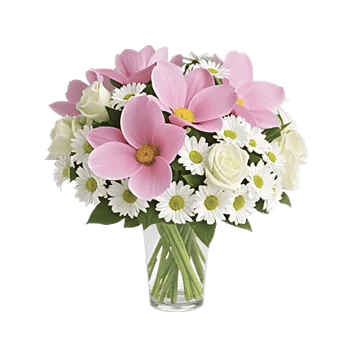 Serenity Orchid Bloom