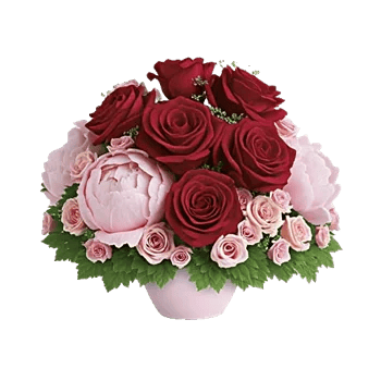 Radiant Rose Symphony