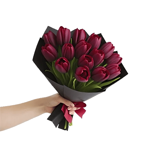 Scarlet Tulip Splendor