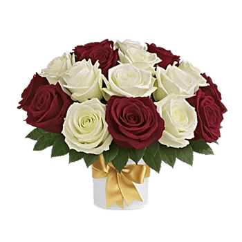 Radiant Rose Symphony