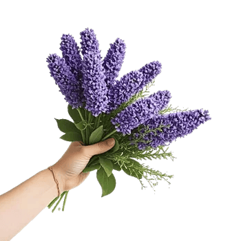 Lavender Bloom Grace