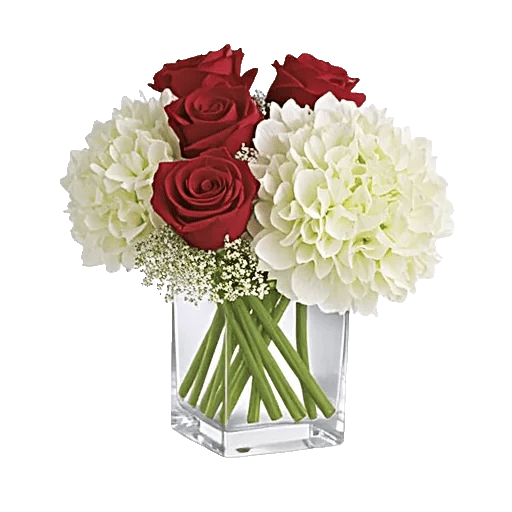 Ivory Blossom Radiance