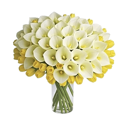 Elegant Calla Lilies