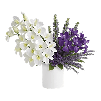 Modern White Orchids