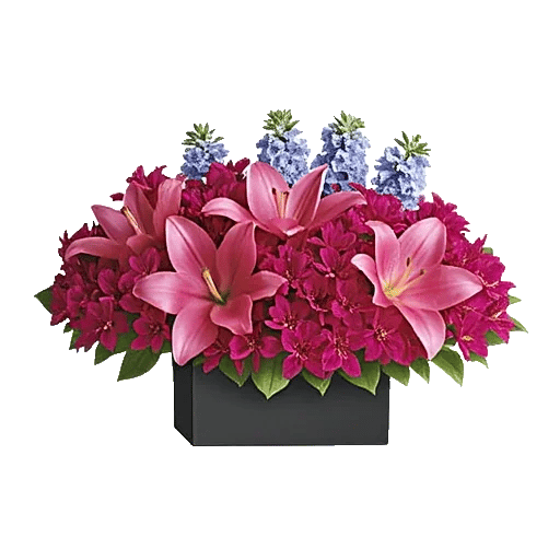 Blossom Petal Serenity