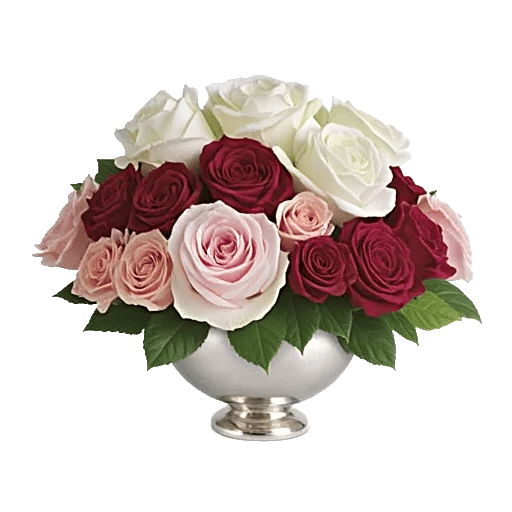Radiant Rose Symphony