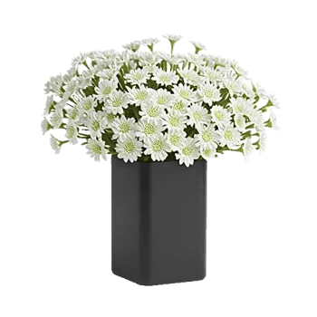 Ivory Blossom Radiance