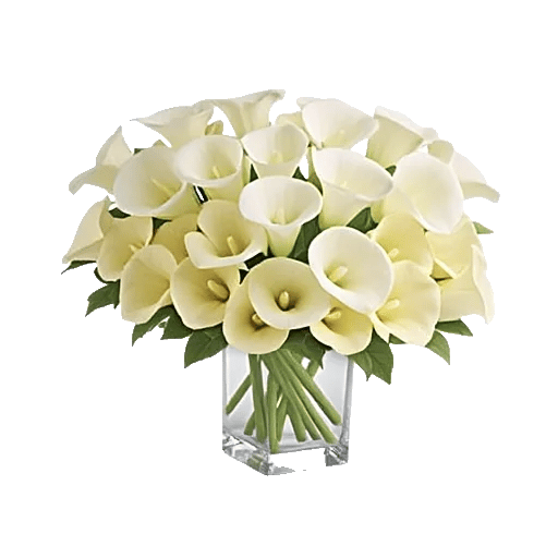 Elegant Calla Lilies
