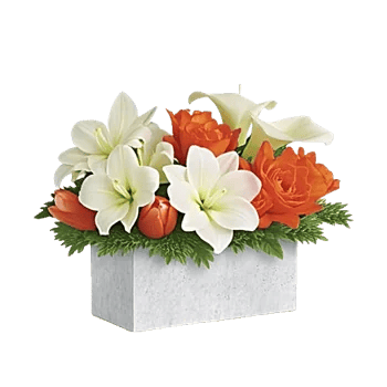 Modern White Orchids