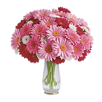 Petal Radiance Bliss