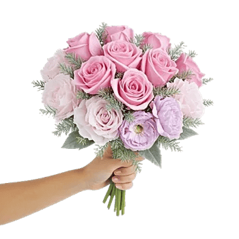 Pastel Pink Roses