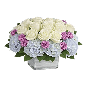 Ivory Blossom Radiance