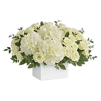 Minimalist White Orchids