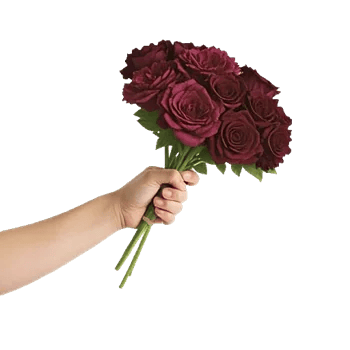 Plum Blossom Radiance