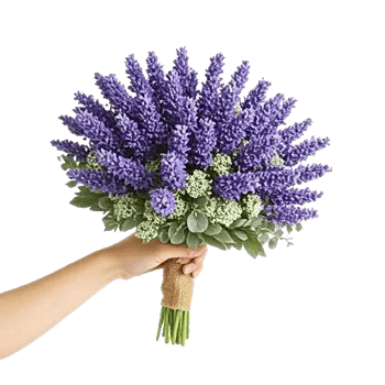 Lavender Bloom Grace