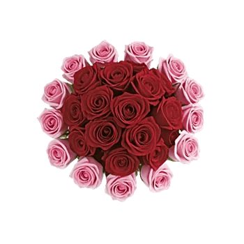 Radiant Rose Symphony