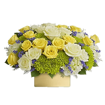 Ivory Blossom Radiance