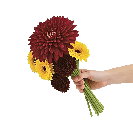 Regal Burgundy Display