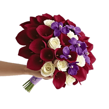 Elegant Calla Lilies