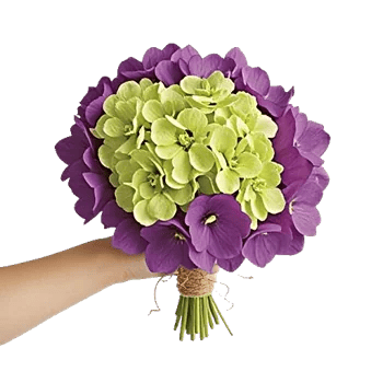 Serene Petal Harmony